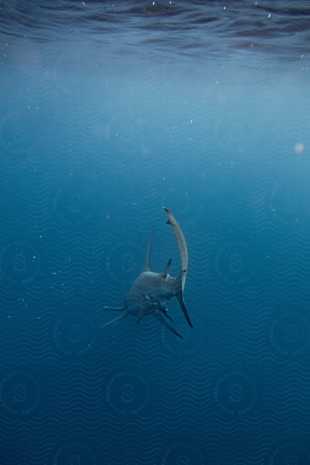 A hammerhead shark swimming through blue ocean water