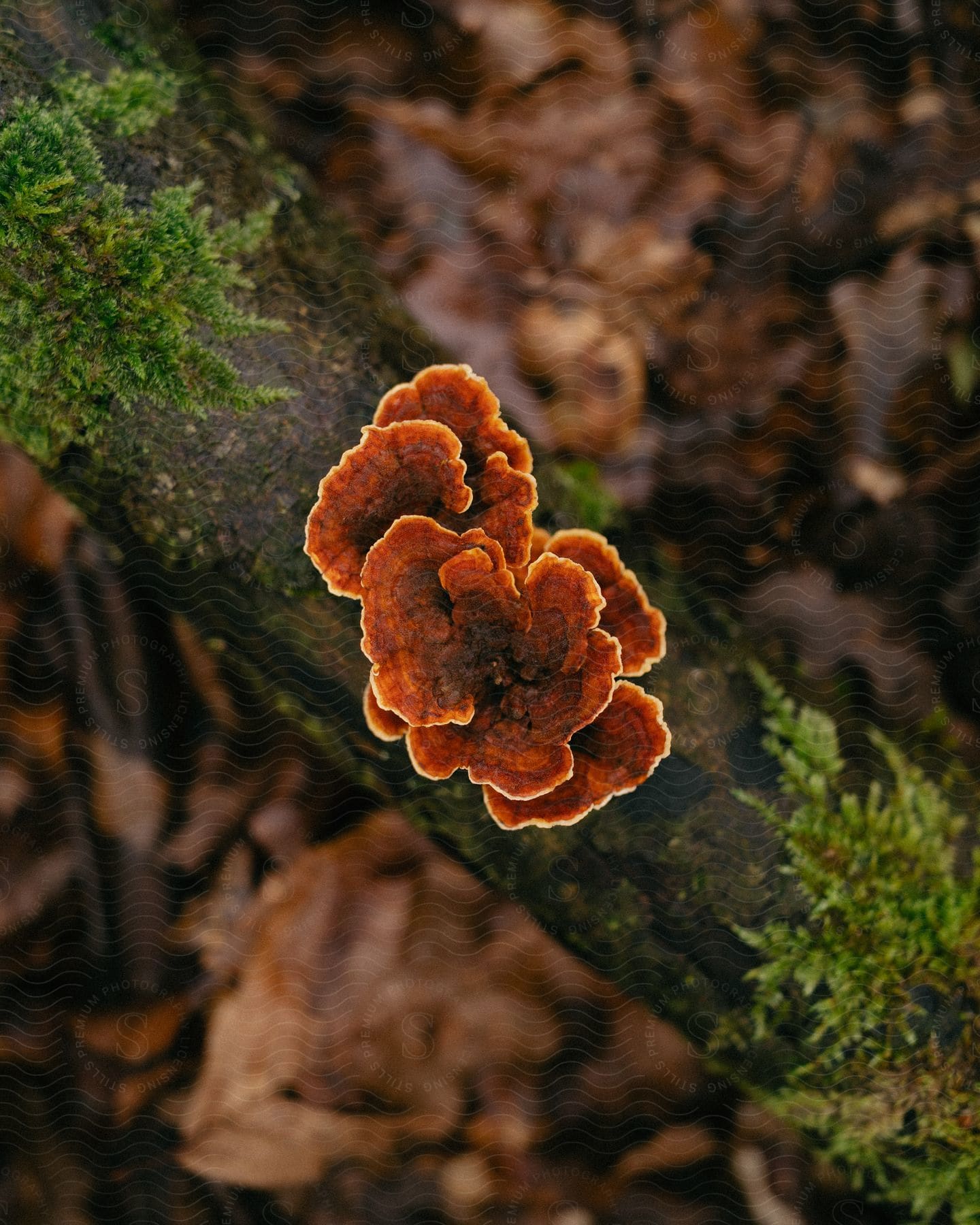 Close-up on a tree trunk with False turkey-tail.