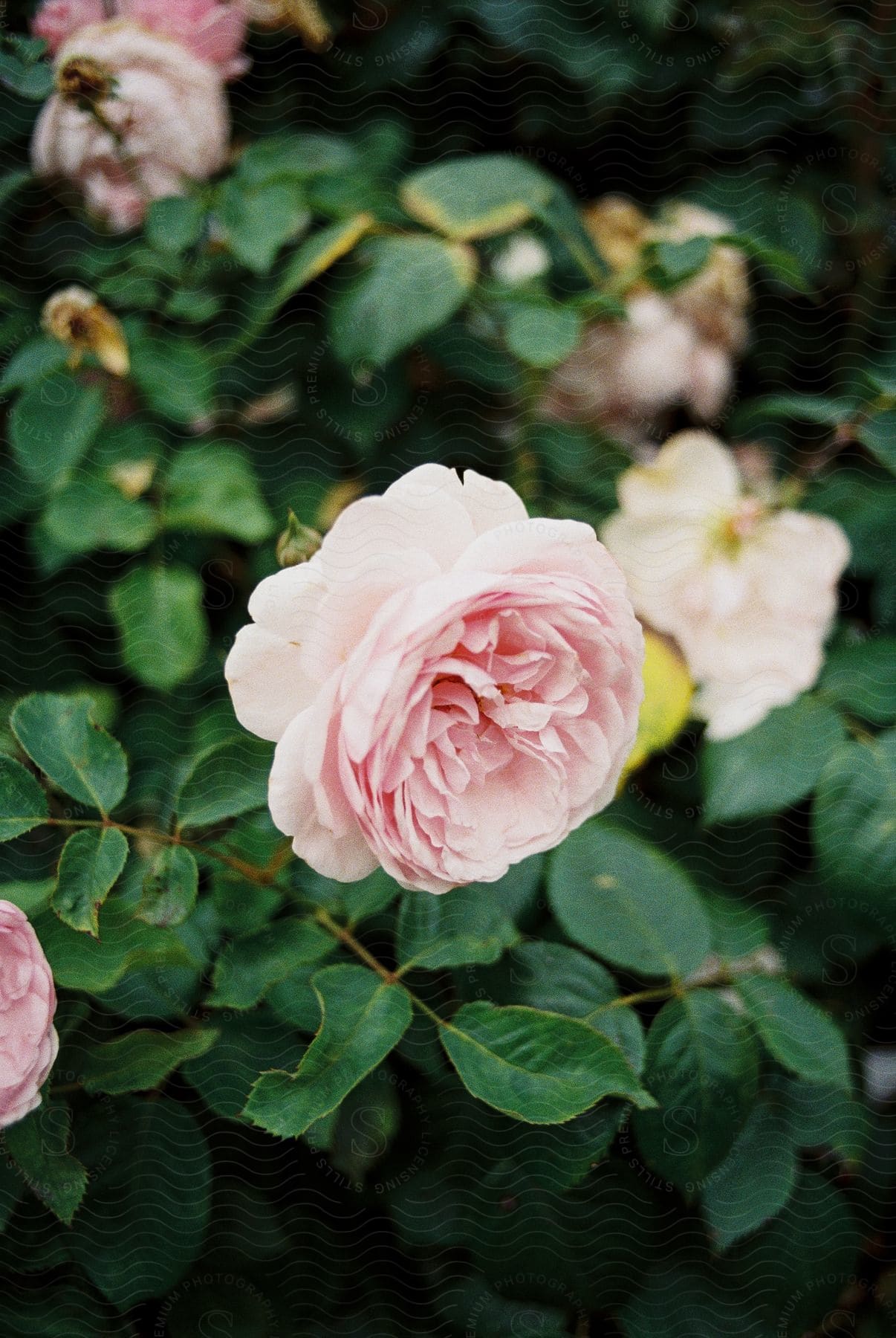 A pink flower on a bush.