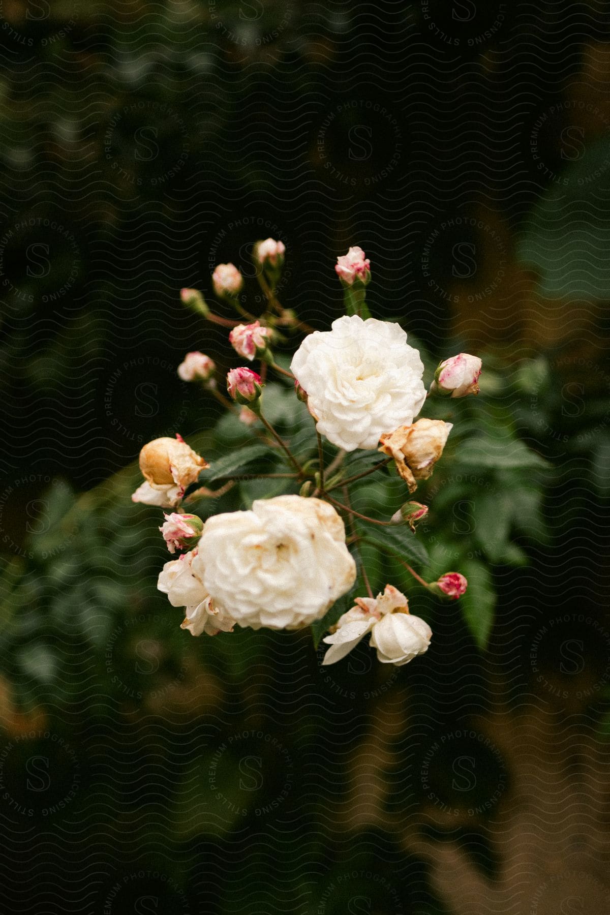 Close-up on white rose of york