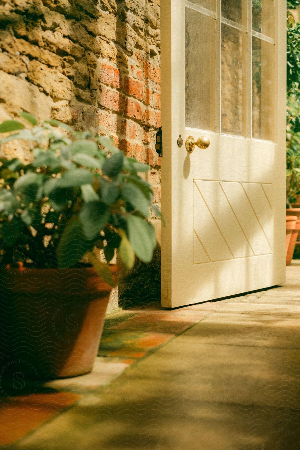 Interior and rustic design of a wooden door and next to it a potted plant with solar reflection.