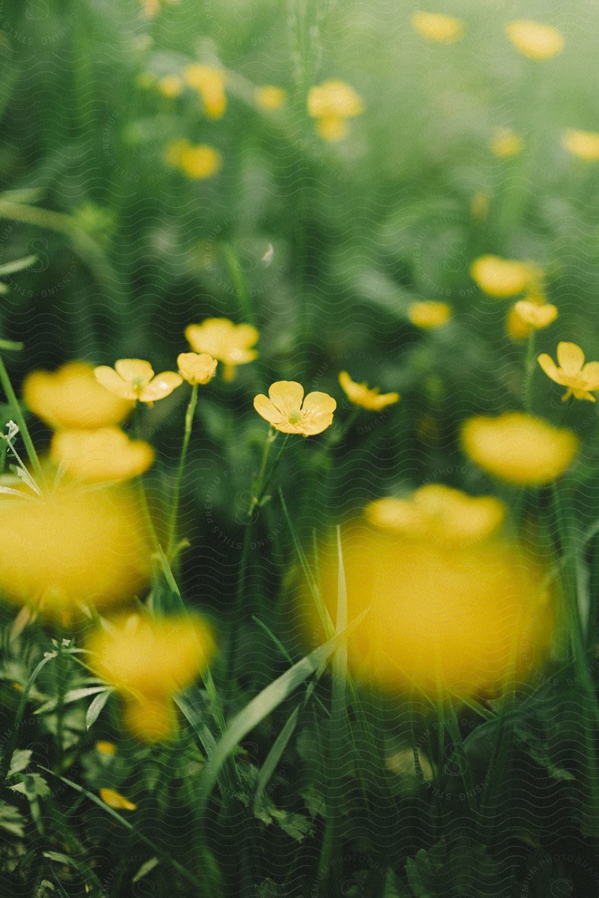 a field of yellow flowers