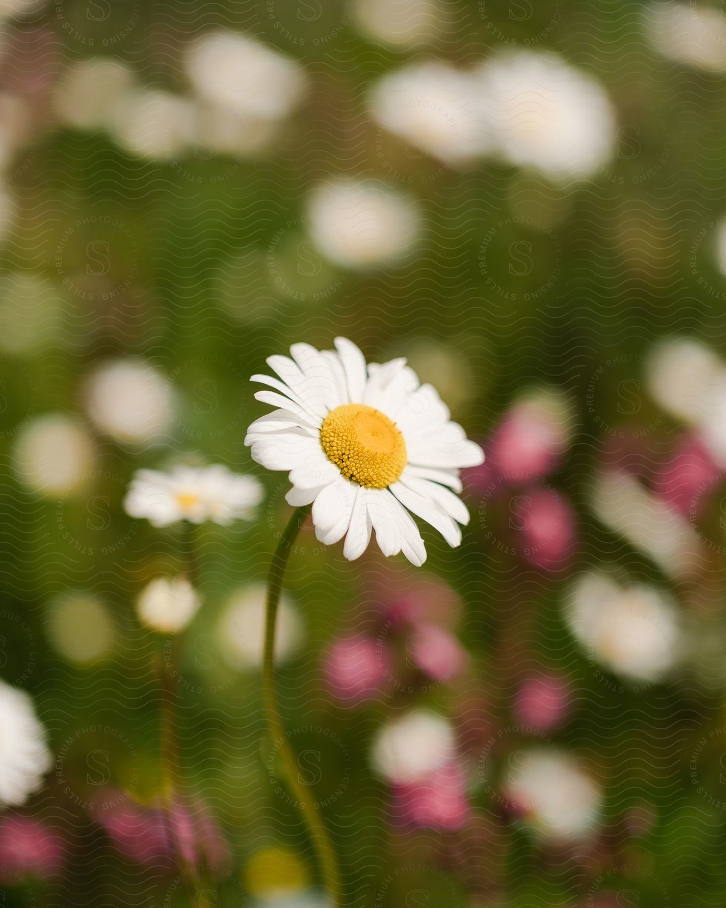 Daisies grow in a field with other flowers