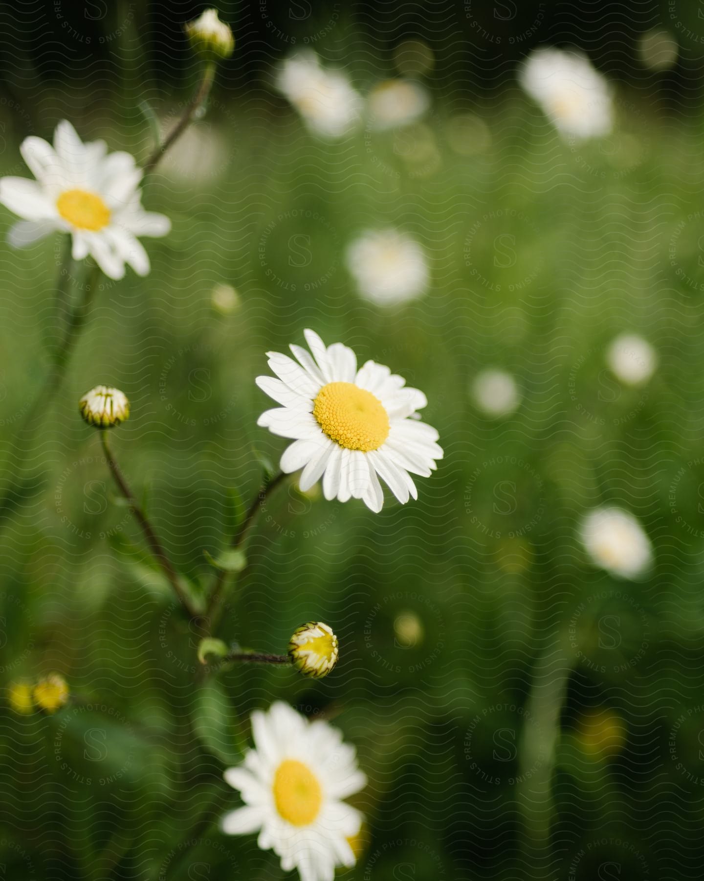 Daisies grow in a rural field