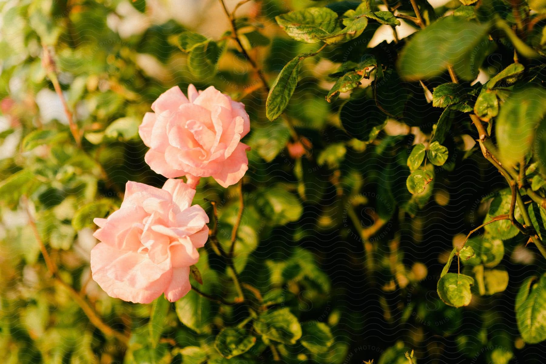 Two pink roses in bloom, with green leaves in the background, illuminated by warm light.