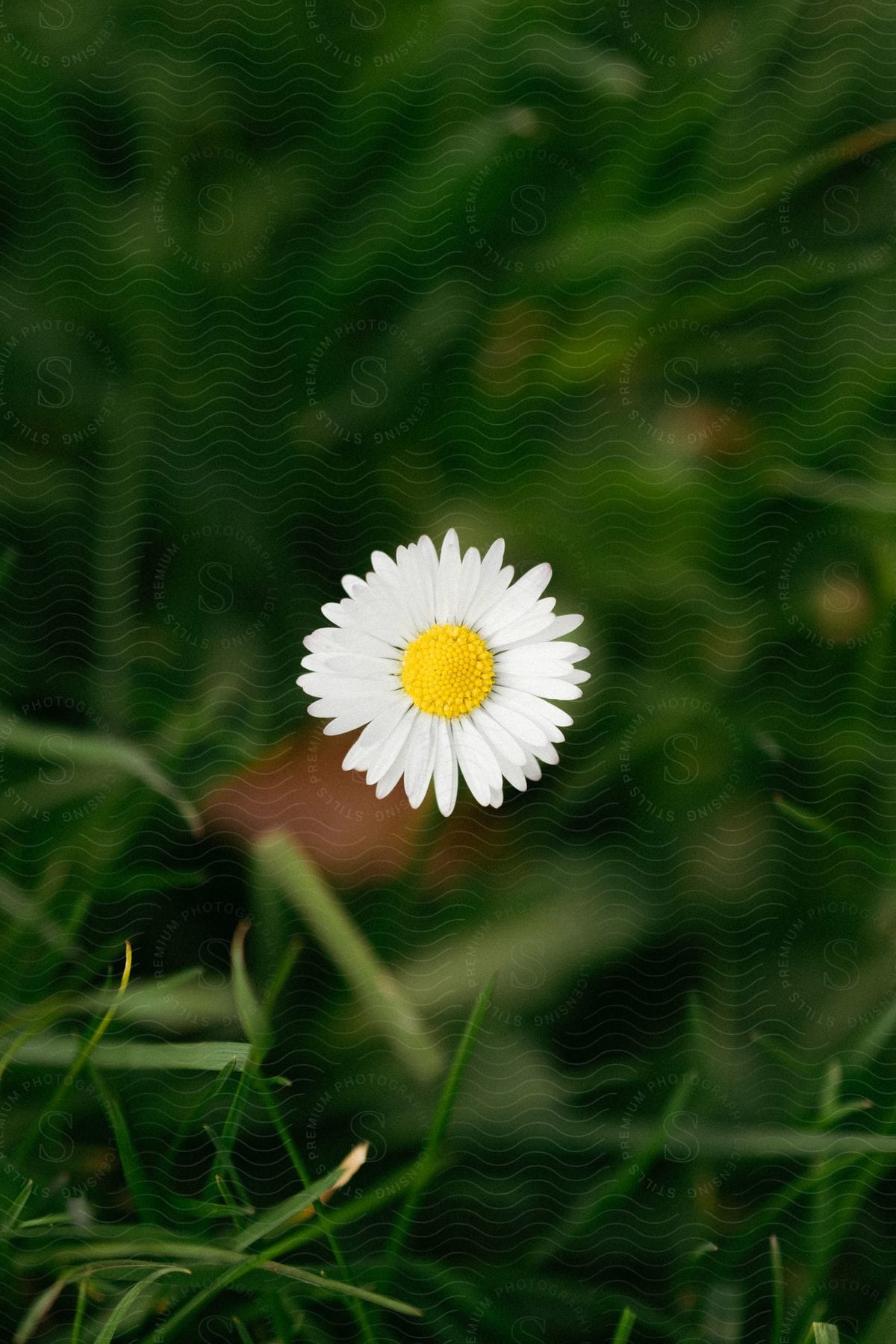 A view of a yellow and white flower in a grassy field.