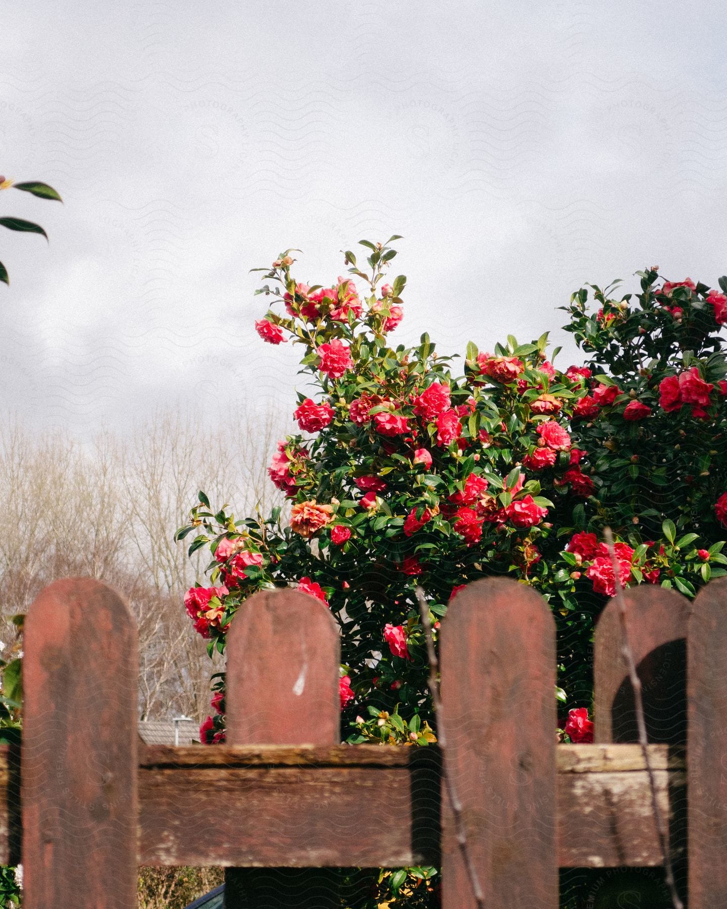 A wooden fence with rounded tops, behind which a lush bush blooms with vibrant red flowers under a partly cloudy sky.