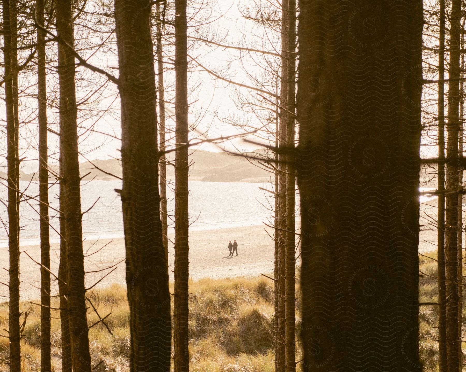 A view through evergreen trees of two people walking along a beach.