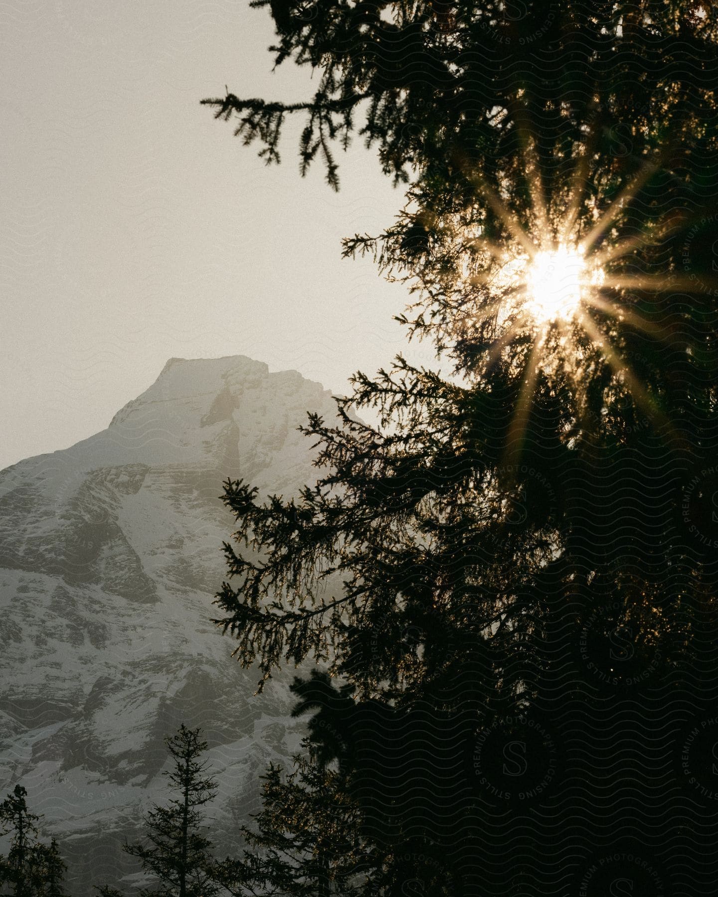 Landscape of a snow-covered mountain and silhouette of a tree with sunlight reflection