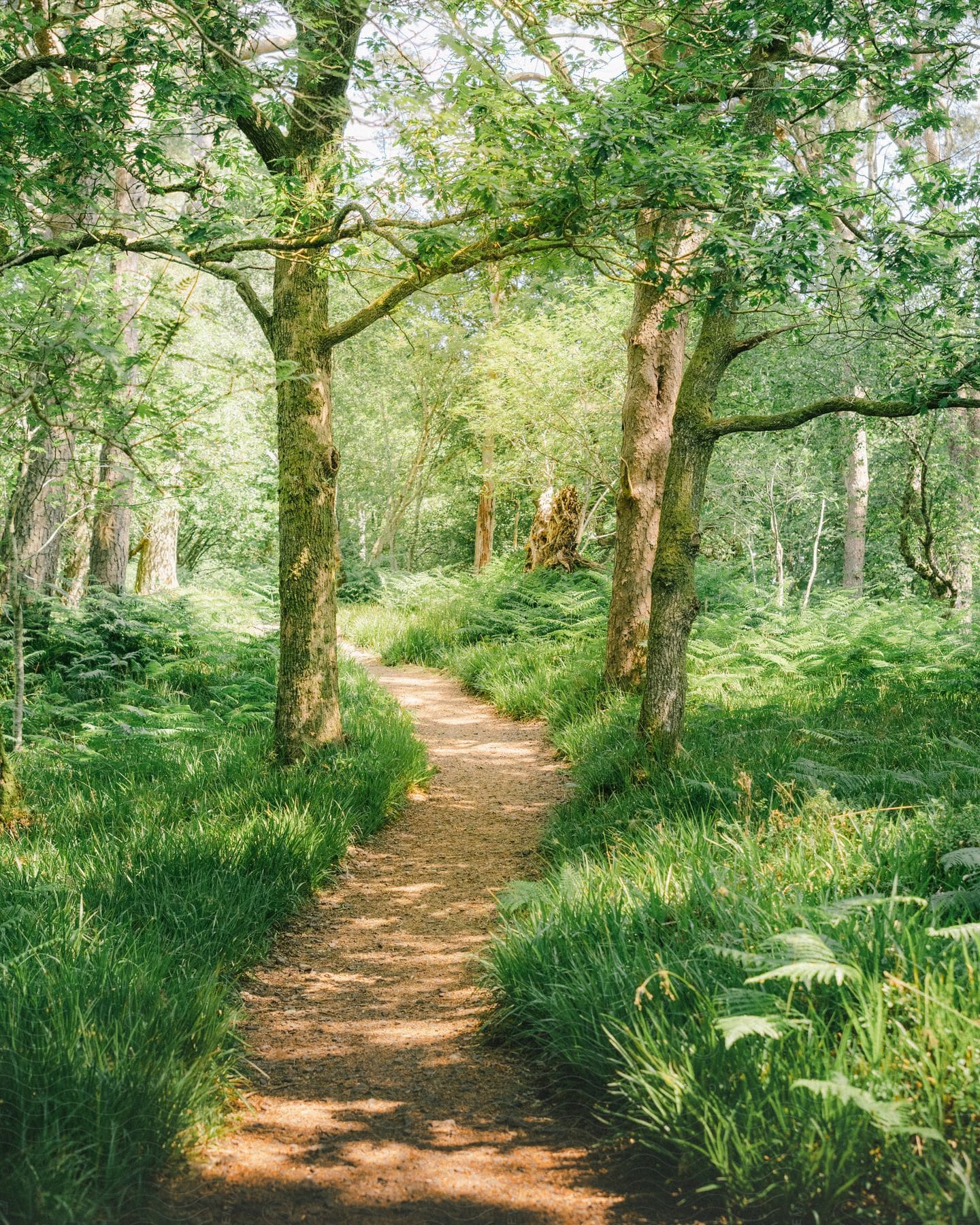 A dirt path across a bright green forest