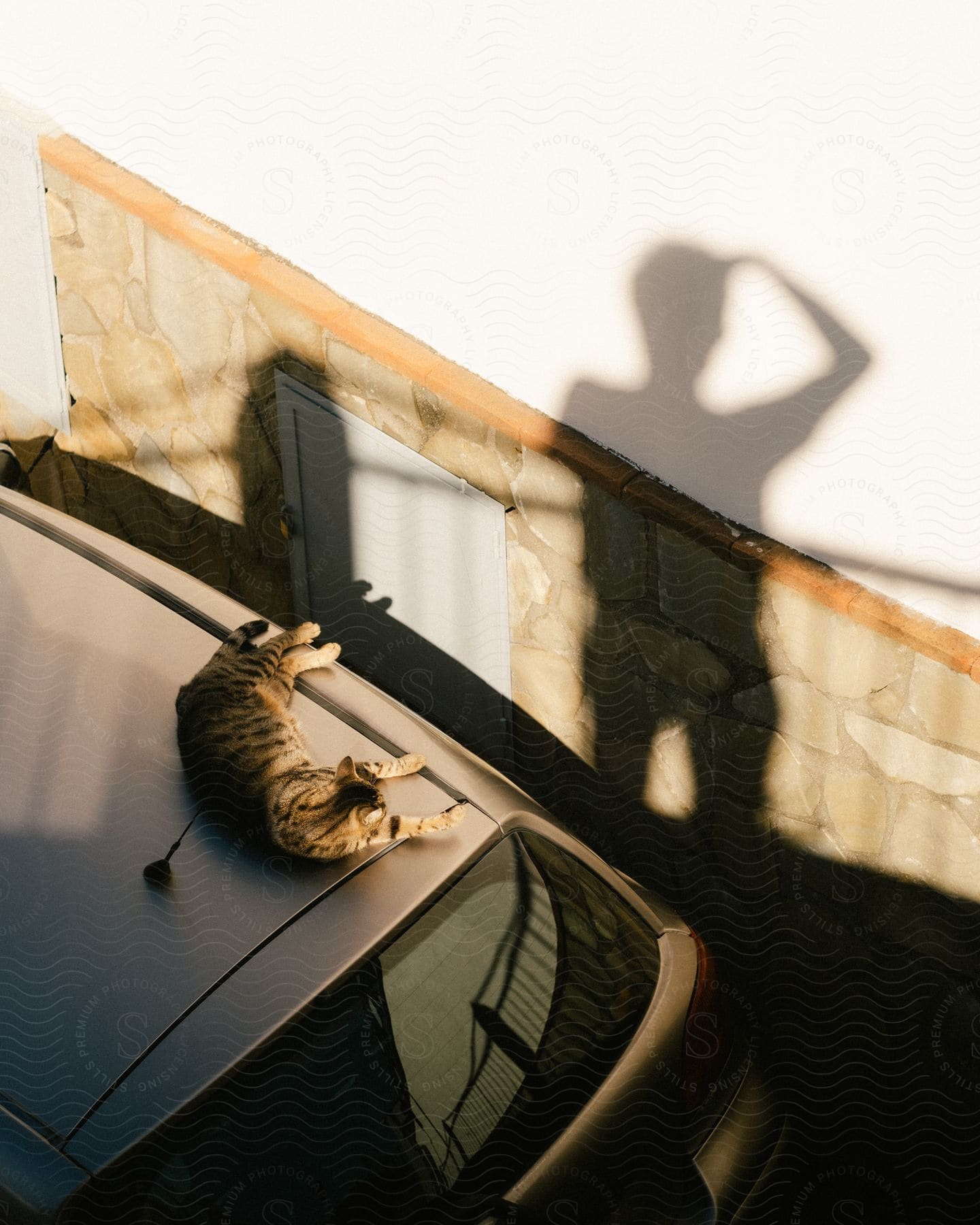 Cat lying on top of a car and the reflection of a person's shadow.