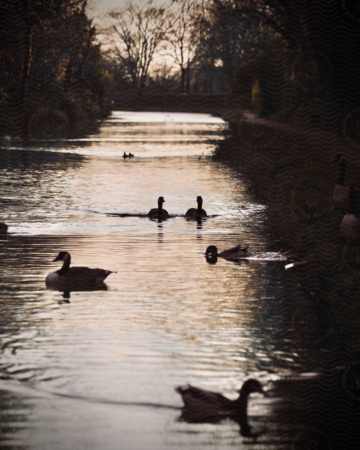 Stock photo of series of duck swimming in a lake surrounded by trees