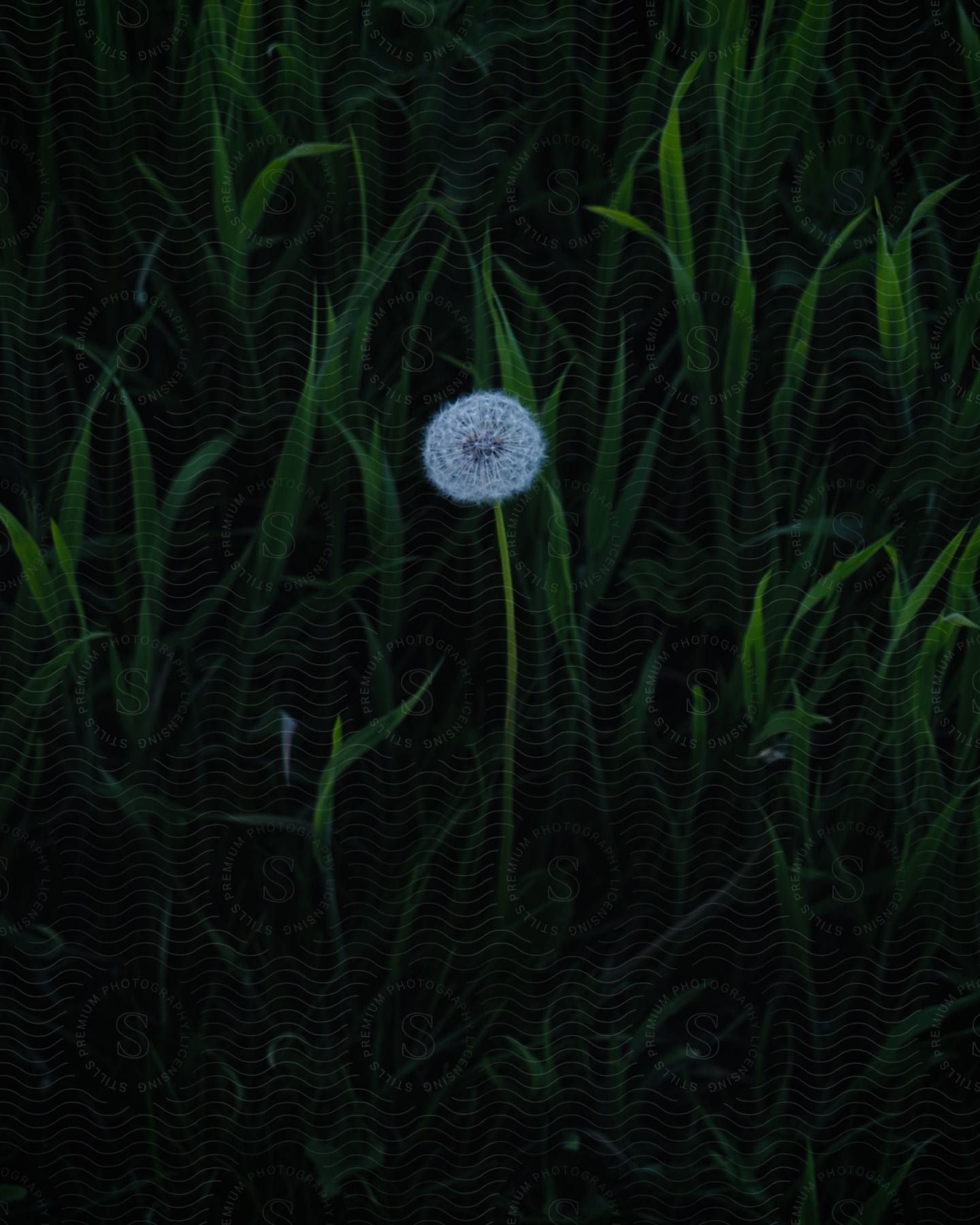 Stock photo of dandelion flower in a tall green grass.