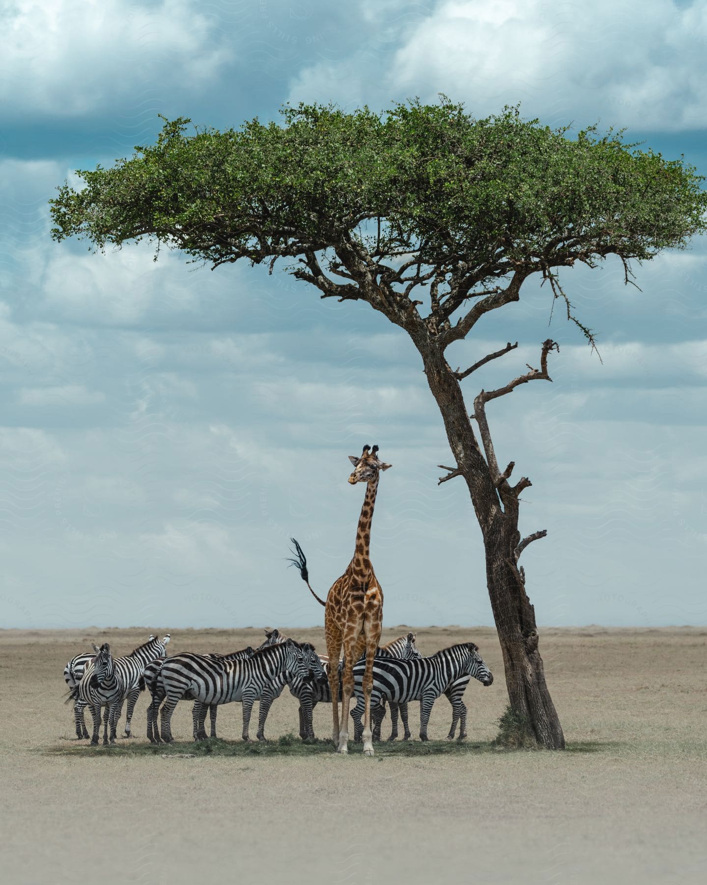 A giraffe and several zebras are gathered under a tree in an open landscape. The setting suggests a possible savanna or arid climate.