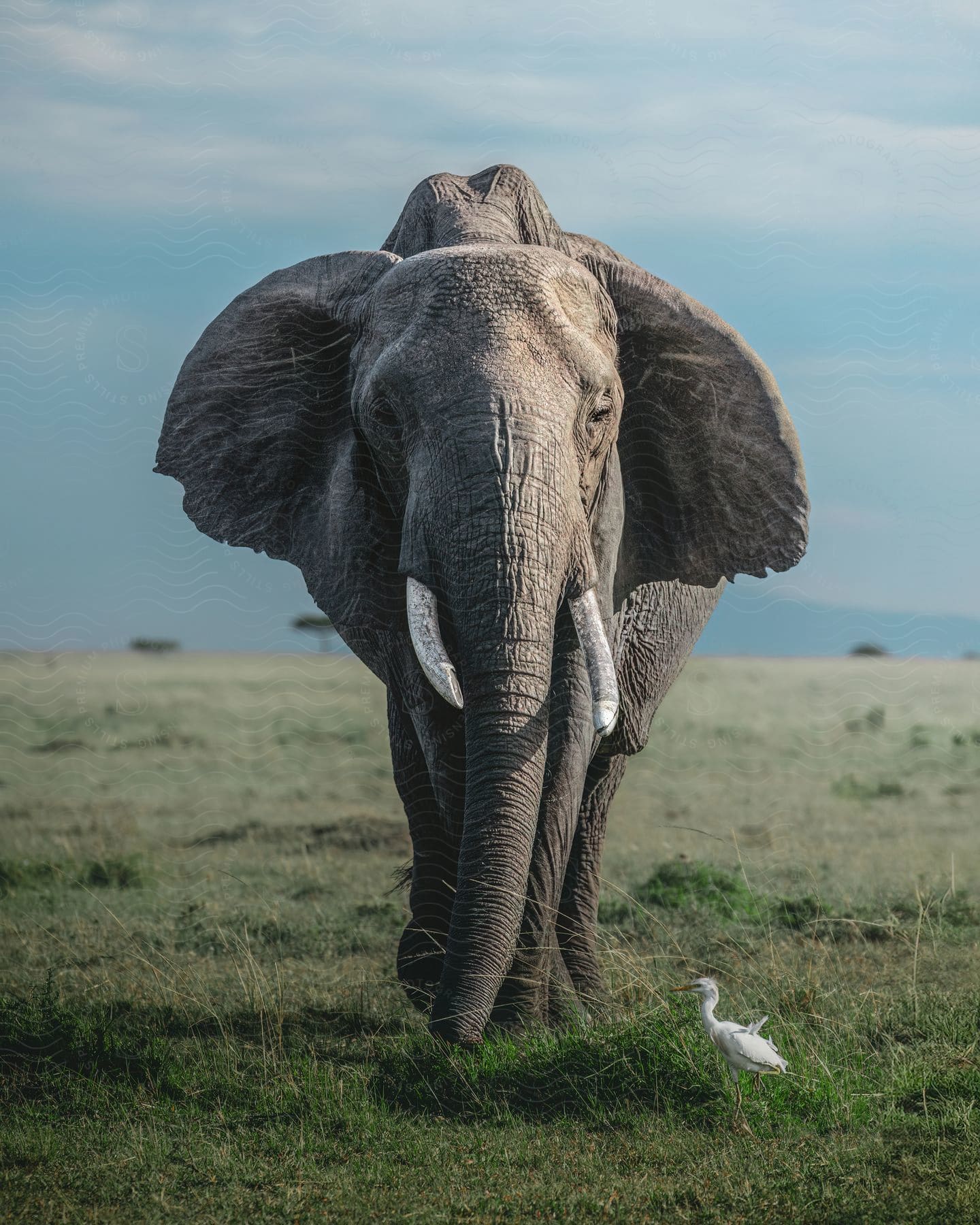 An elephant and a crane on grasslands.