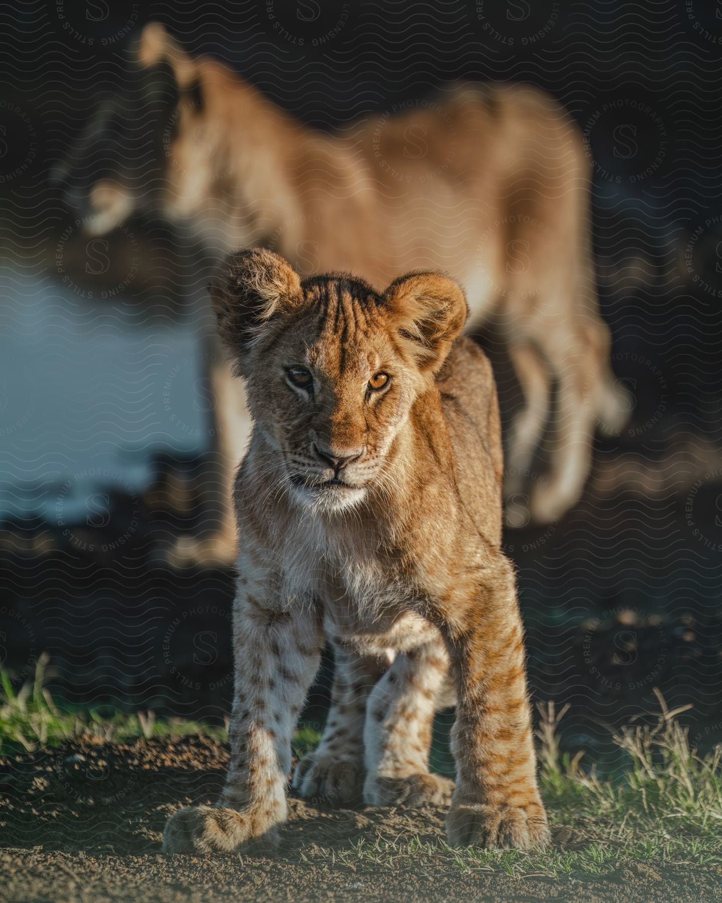 Two lions standing in a grassy flat area