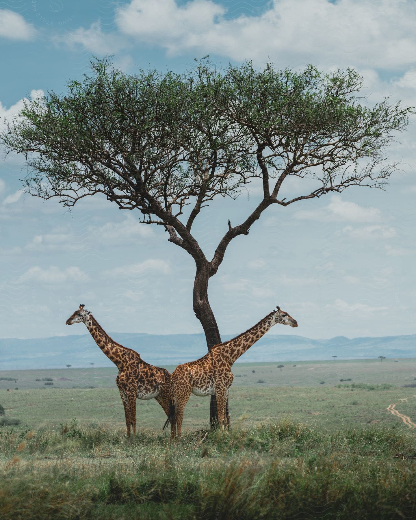 Two giraffes next to a tree in the jungle