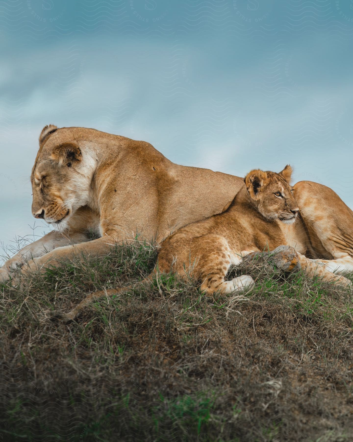 A lioness and her cub rest peacefully on a grassy hill under a cloudy sky.