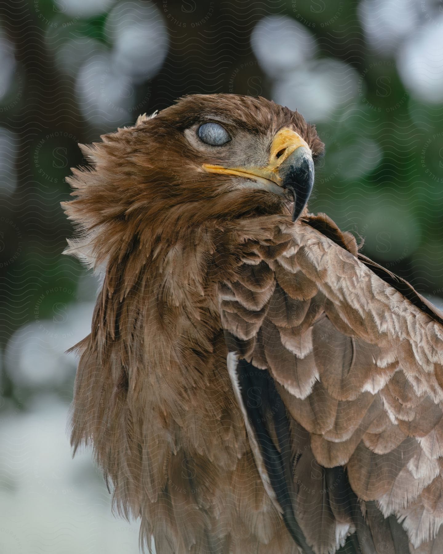 Close-up of a large brown bird with a black and yellow beak.