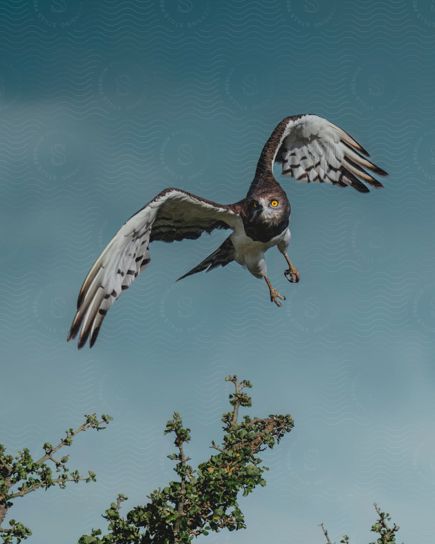 A majestic hawk flies against a clear blue sky, its wings spread and its talons ready to pounce.