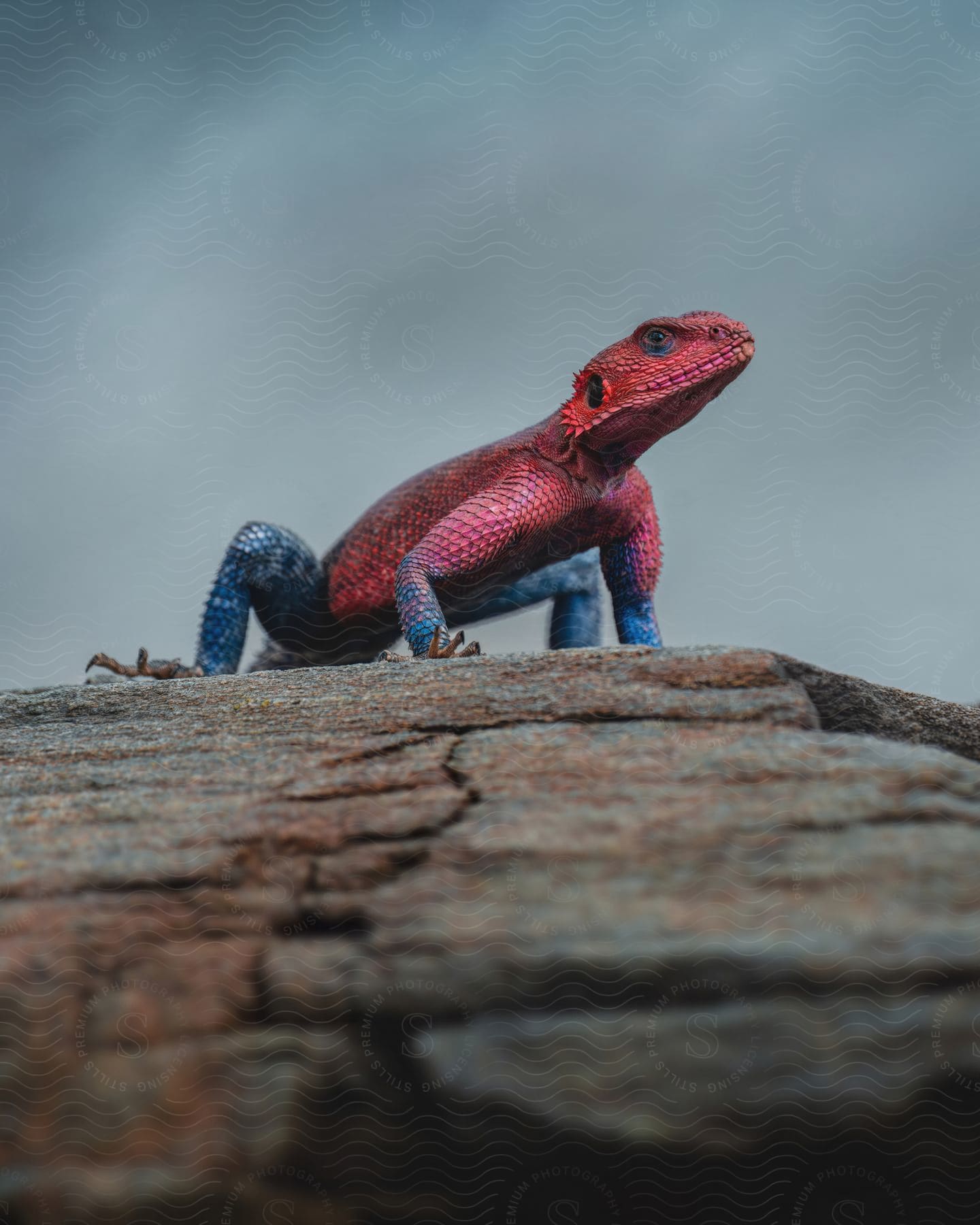 A red lizard with blue legs stands on a rocky surface