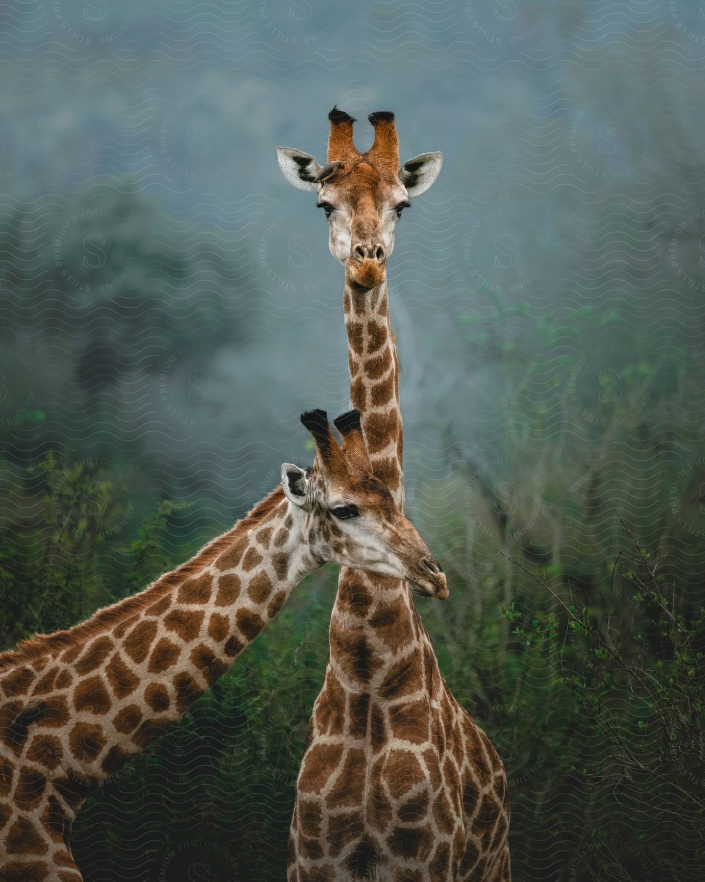 Two giraffes in the safari, one standing in front of the other at neck height.