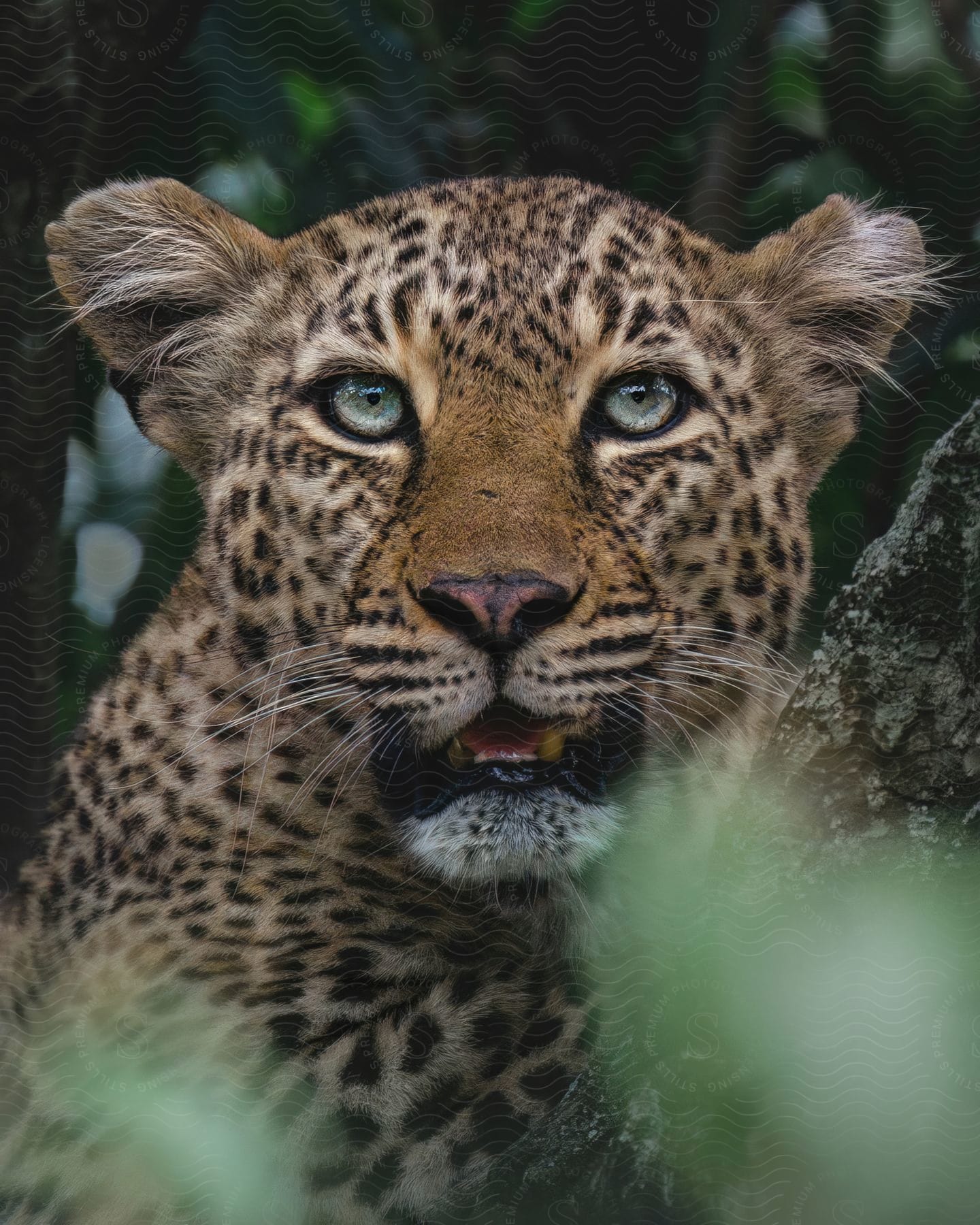 A face of a leopard with spotted fur and blue eyes looking forward and there are some blurred leaves in front of it