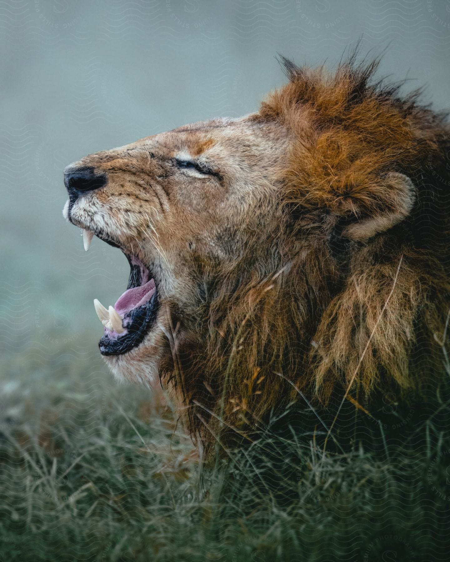 Lion closes its eyes as it yawns.