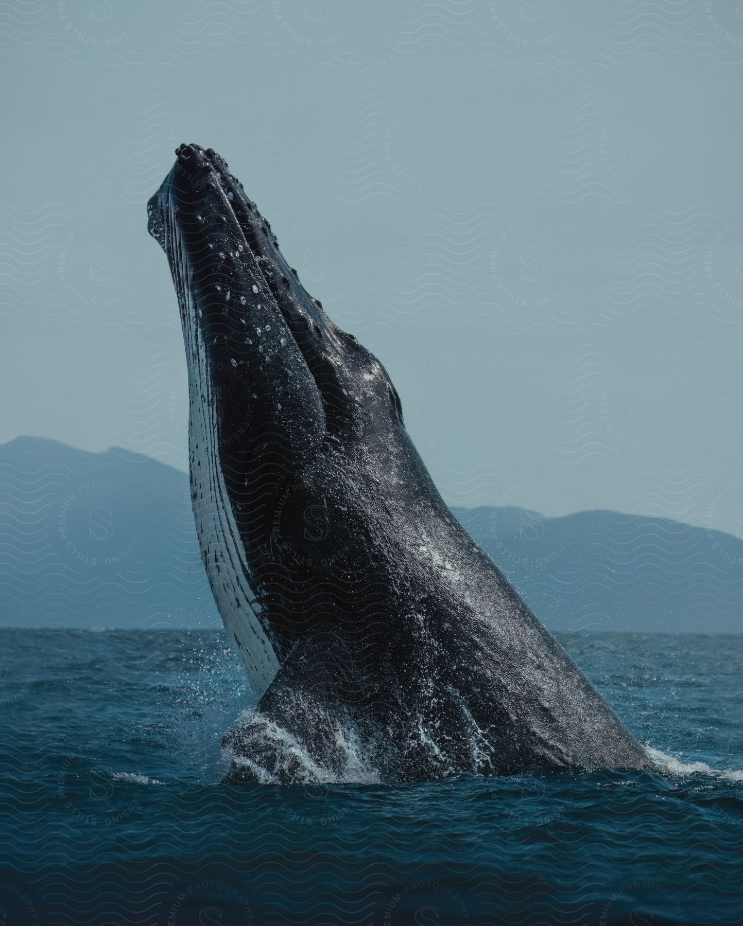 A humpback whale is surfacing out of the water.