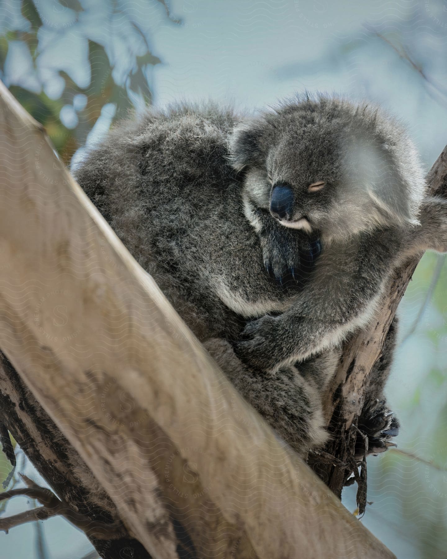 A koala sleeps in a tree