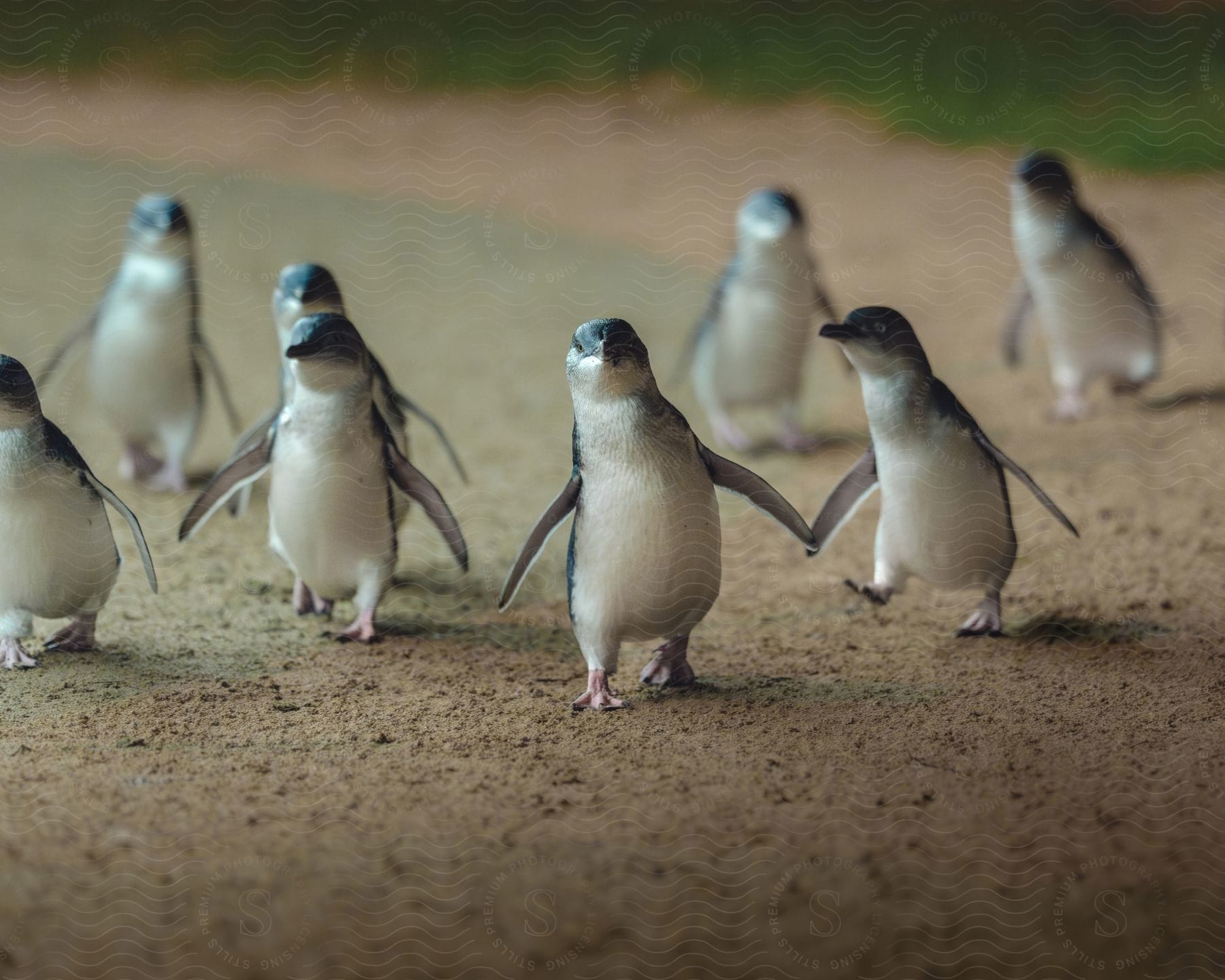 Group of little penguins walking on sandy ground.