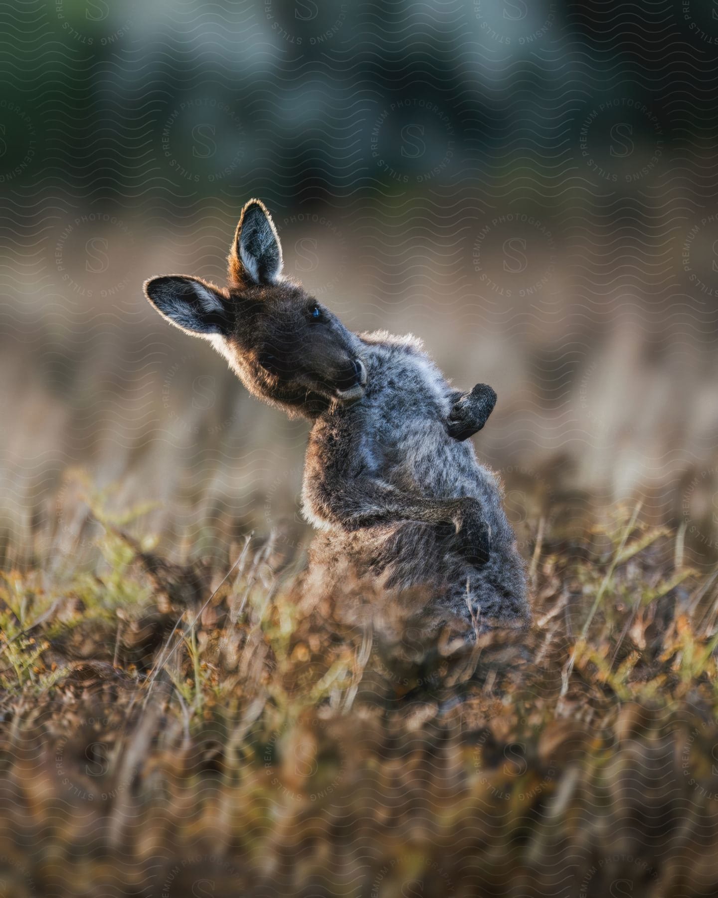 A small baby kangaroo is peeking to the side to look at something in a field of grass