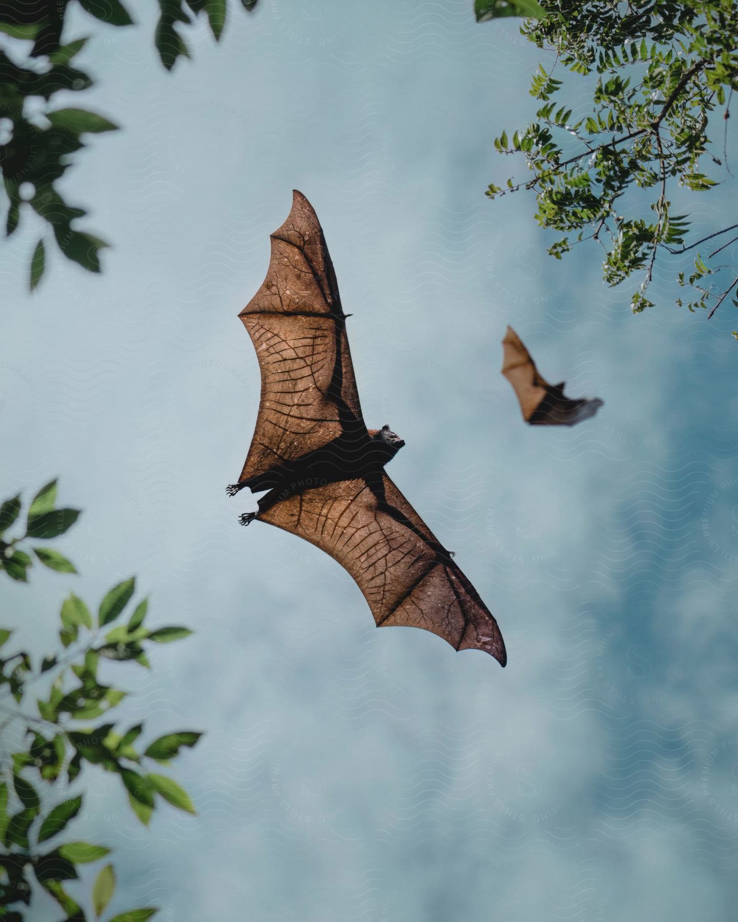 Stock photo of two bats fly against a clear blue sky, framed by green leaves.