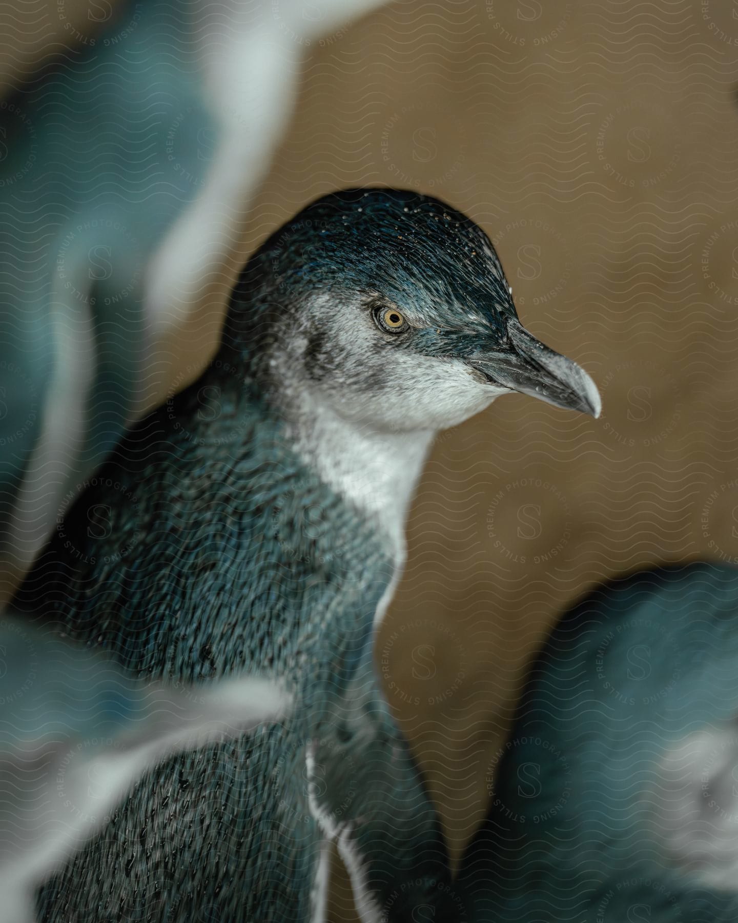 A small bird with blue color fuzz and yellow eye looking forward and there are some other birds next to it