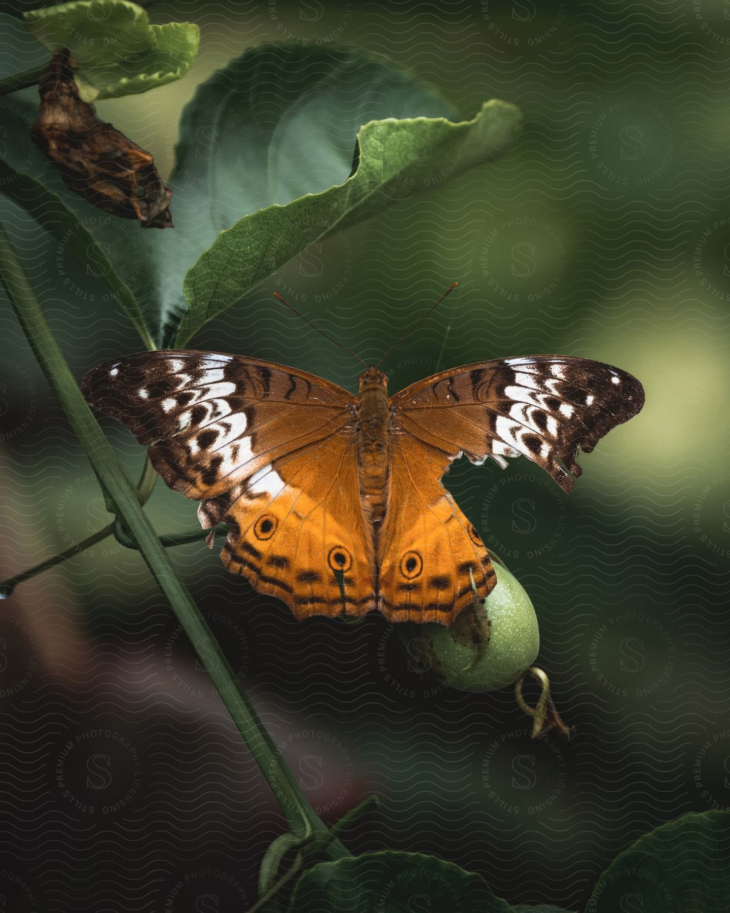 A yellow butterfly that is sitting on the fruit of a plant and has one of its wings missing a piece