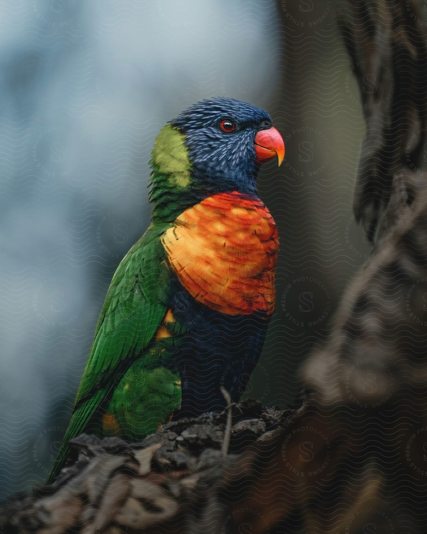 A colorful macaw is perched on a tree branch. Its feathers display a mixture of blue, green, yellow and orange, creating a vibrant contrast.