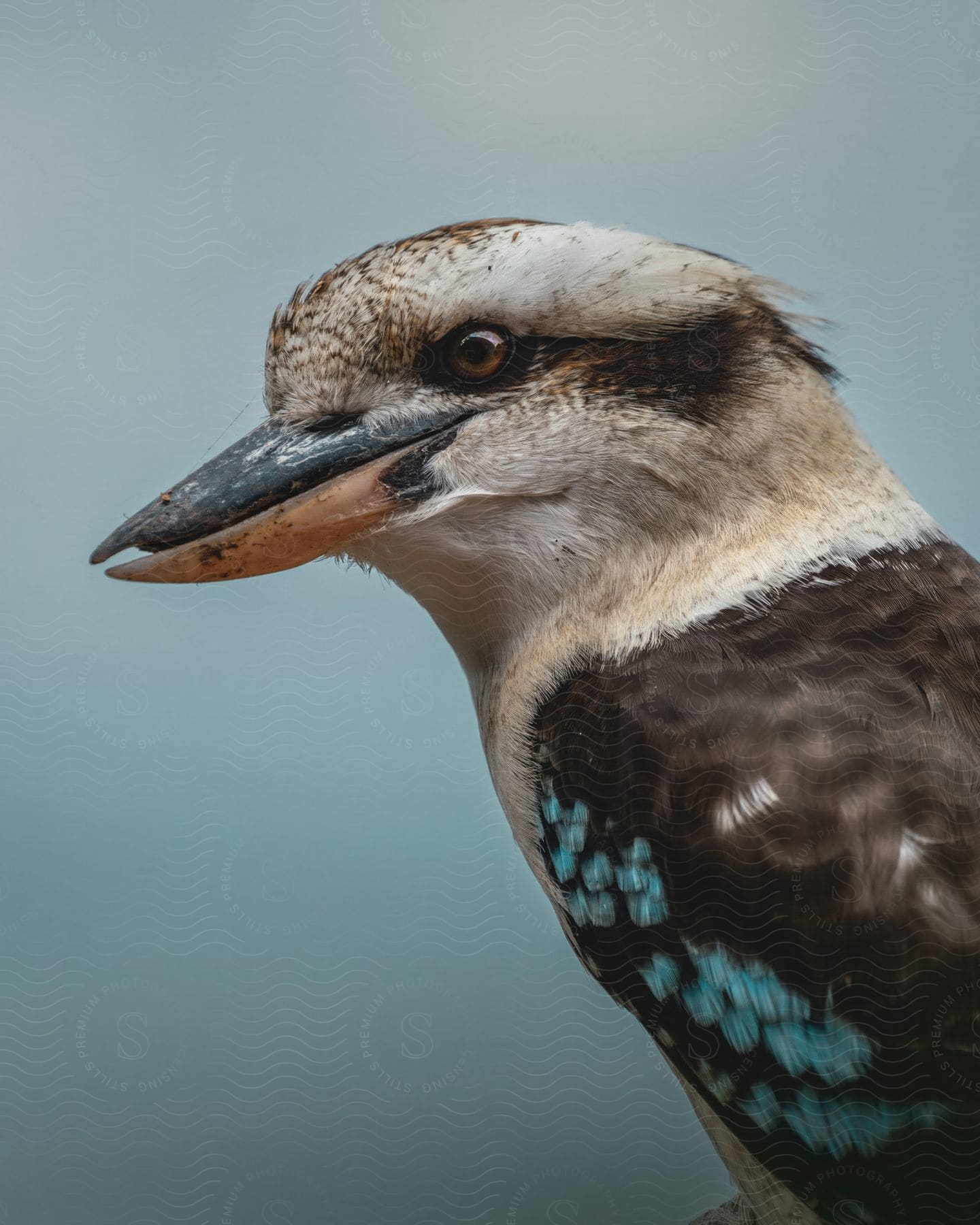 A bird with a mixed white and brown colored head, black beak, and brown feathers gazes at its surroundings.