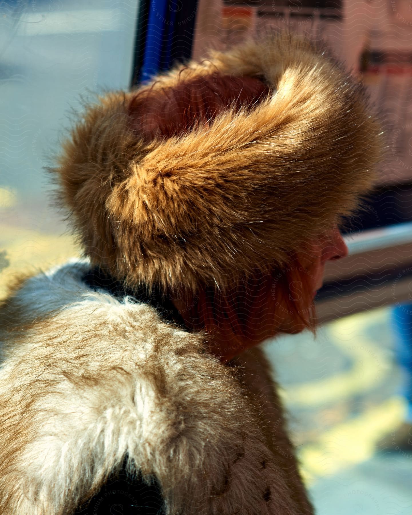 A white woman wearing a fur hat and scarf during daylight.