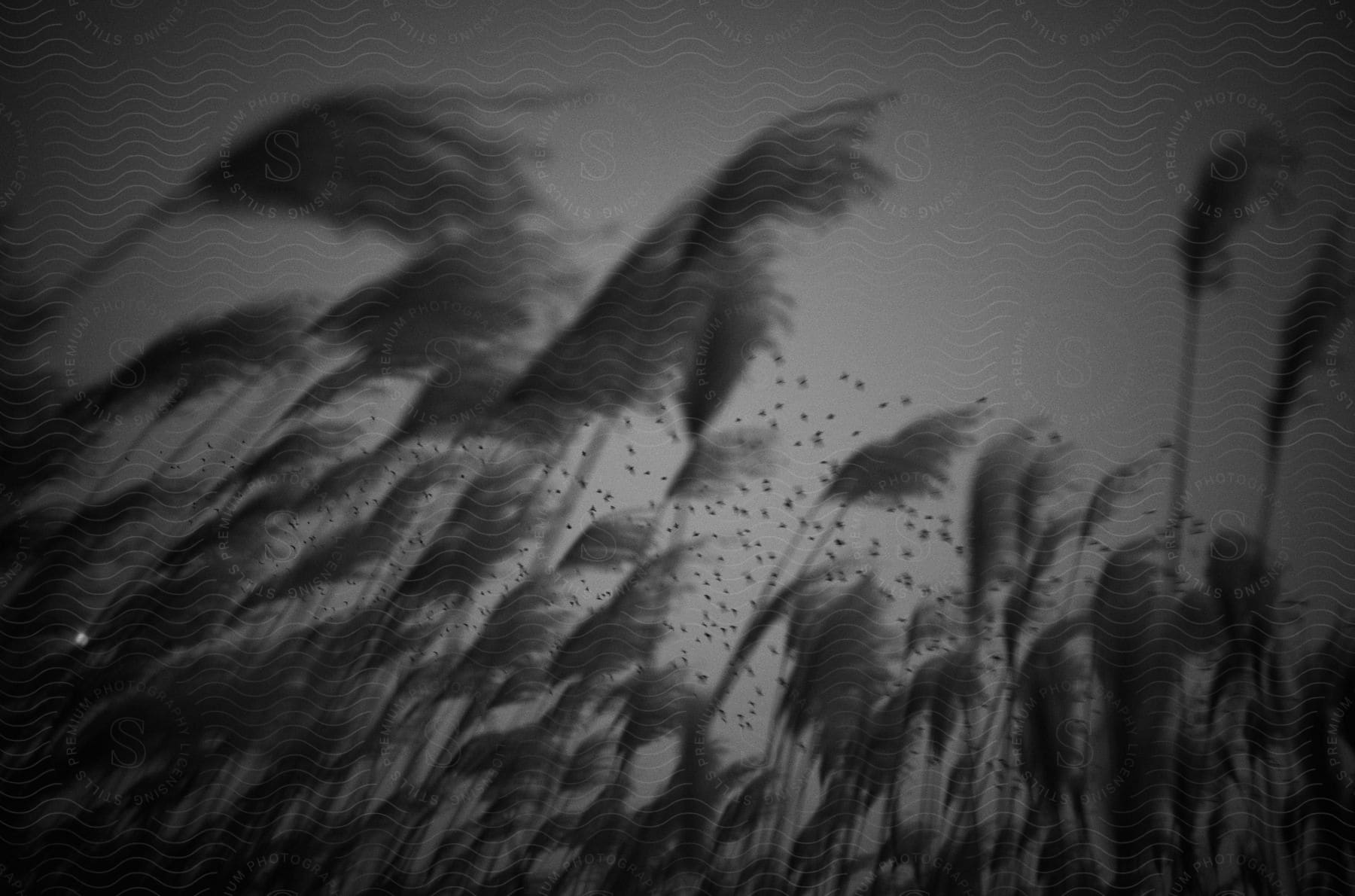 Stock photo of some tall plants swaying in the wind and in the sky there is a flock of birds flying