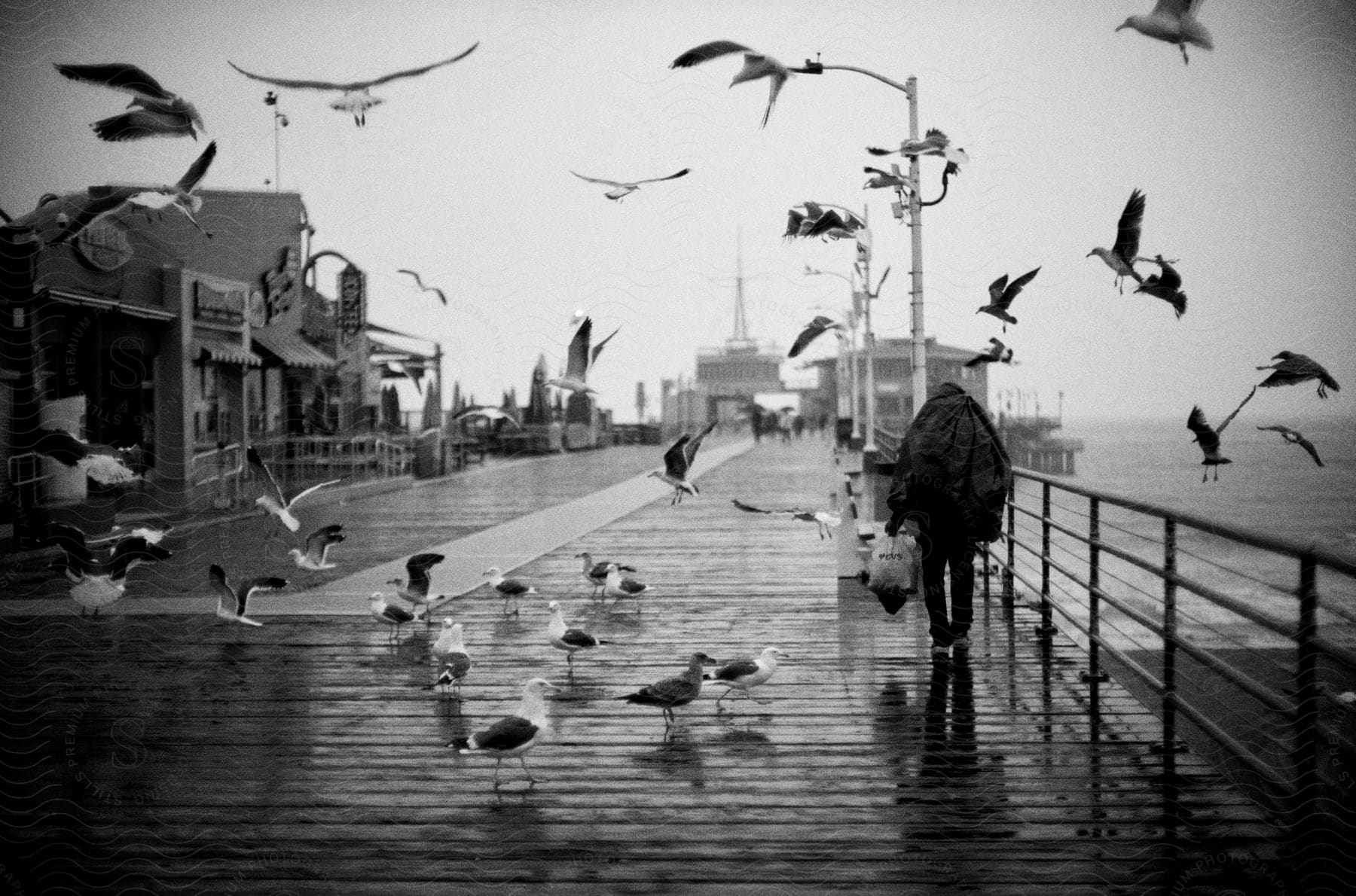 Person walking on a wet pier surrounded by flying seagulls, with buildings and lampposts in the background.