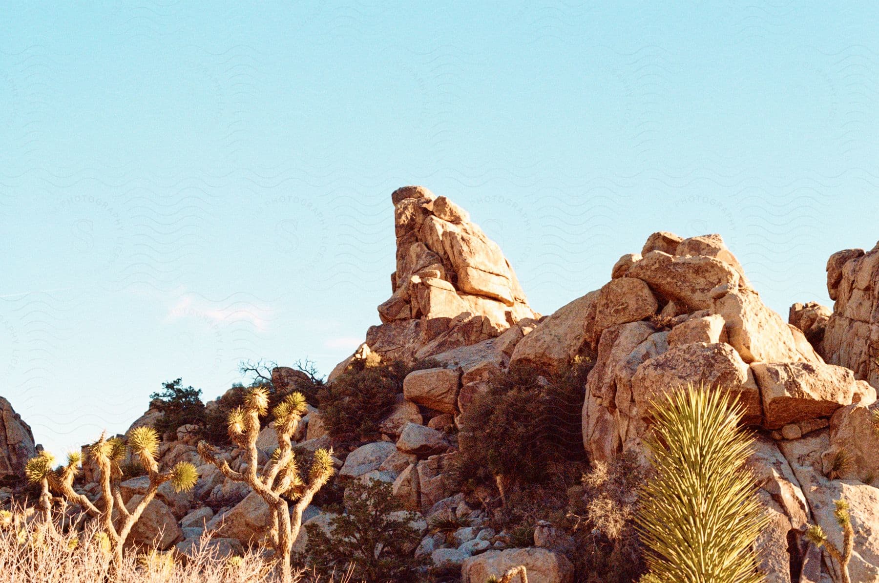 A landscape of rock formations with various plants under a clear sky during a sunny day.