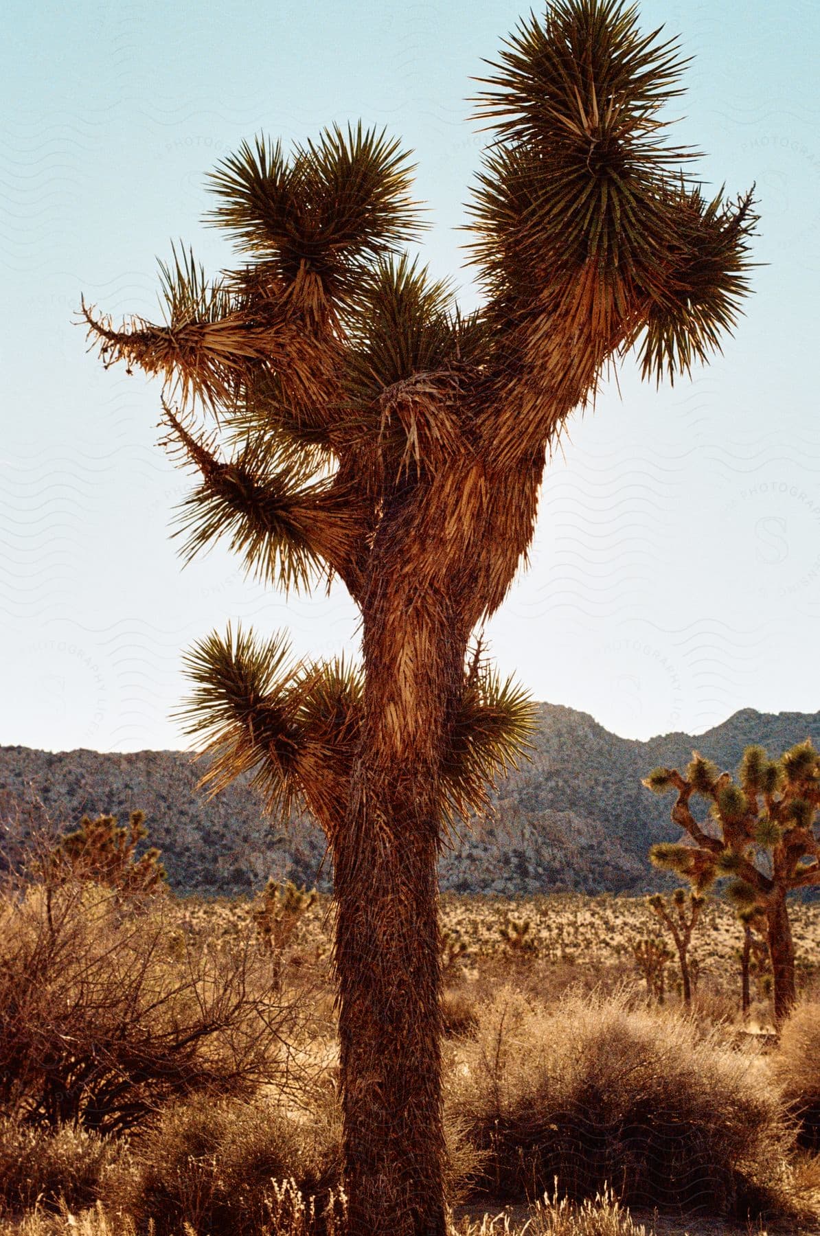 A giant cactus in a desert