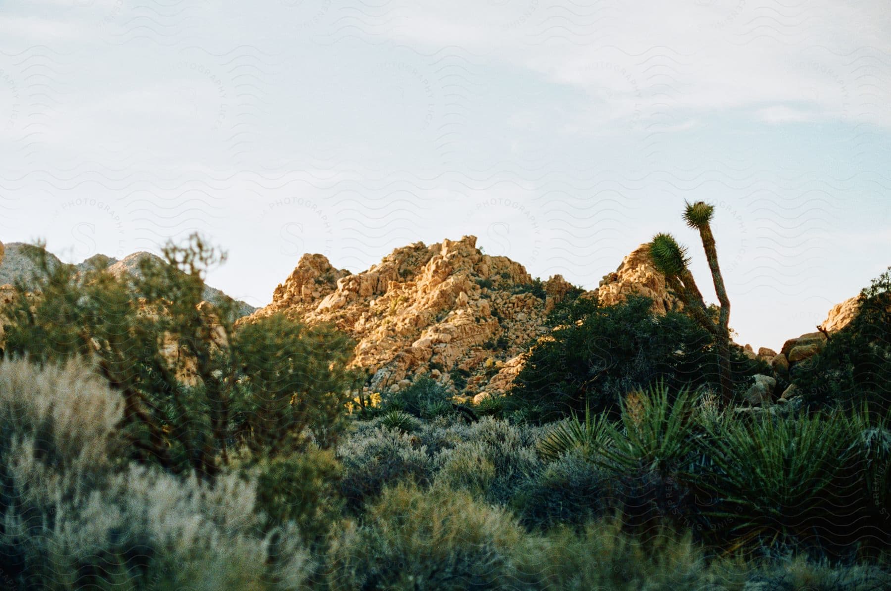 Desert Scenery With Undergrowth And Cacti Under A Clear Sky With Rocky Mountains In The Background