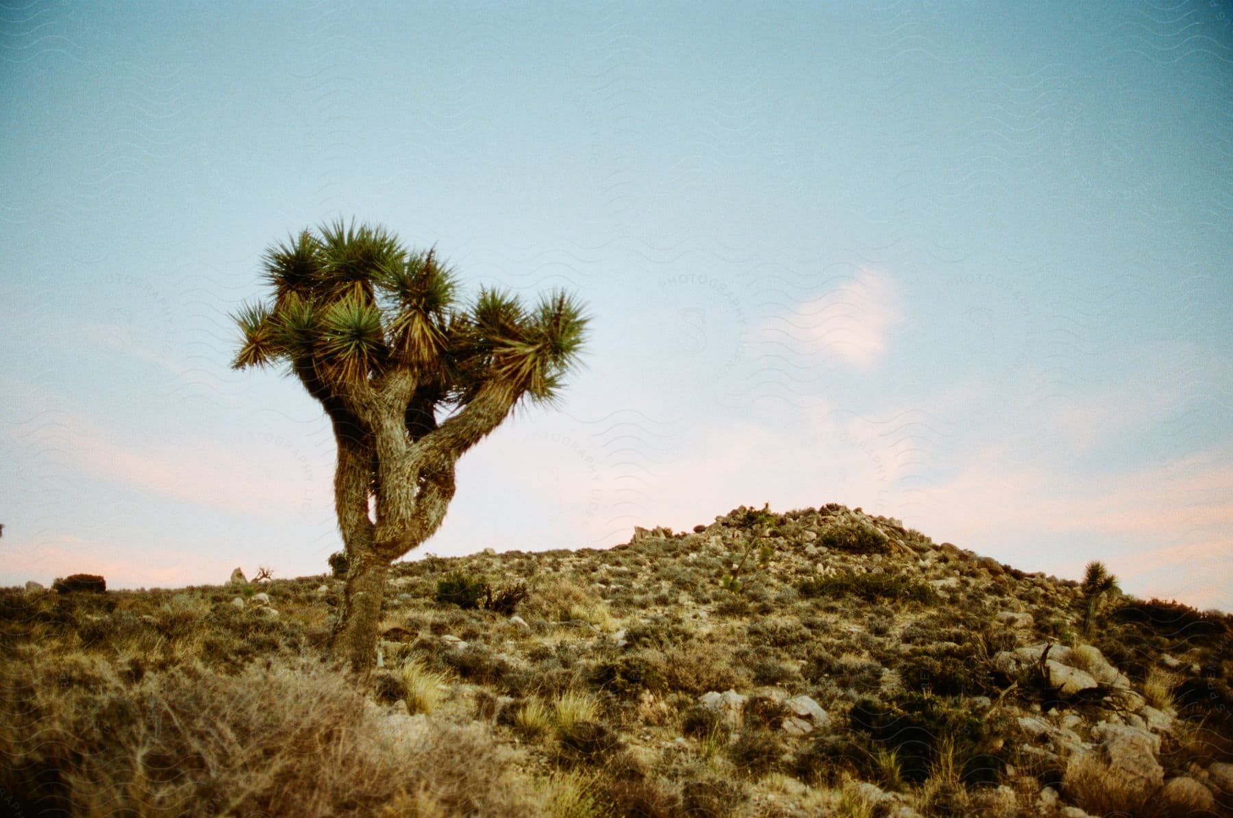 A lone Joshua tree stands in a desert landscape against a soft pastel sky.