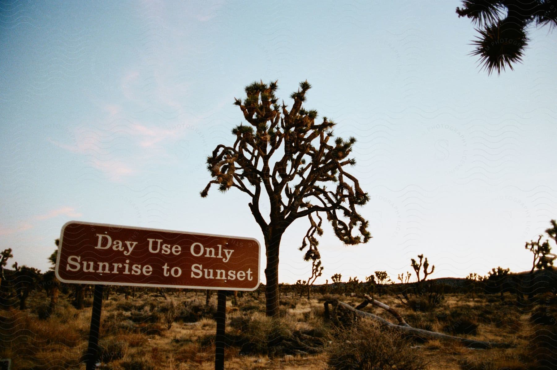 A joshua tree next to a sign in the desert