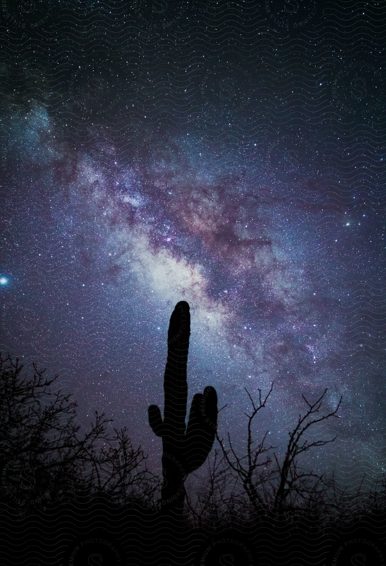 A cactus silhouetted against a starry sky illuminated by the Milky Way.