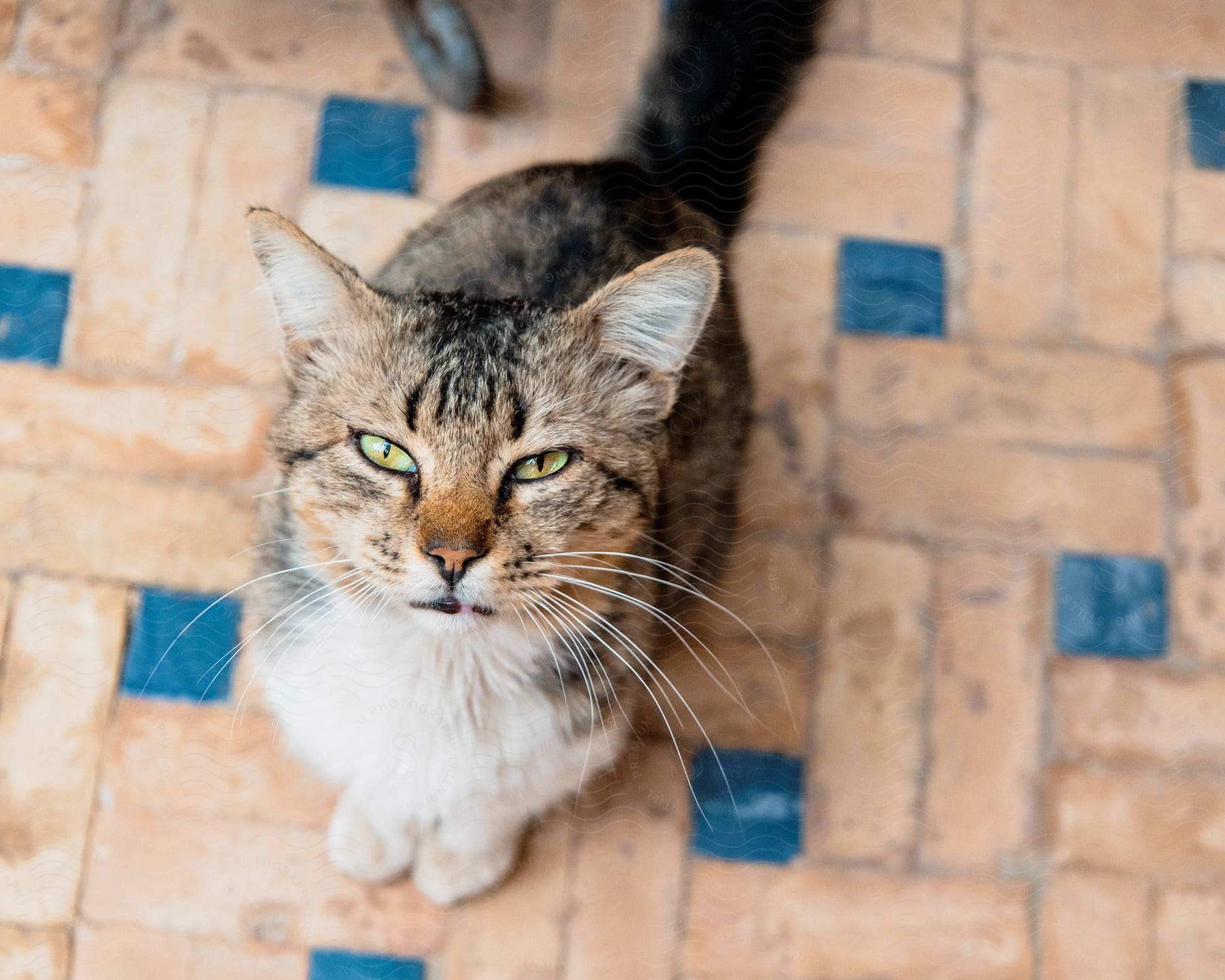 Tabby cat with green eyes looking up, standing on a tiled floor with blue squares.