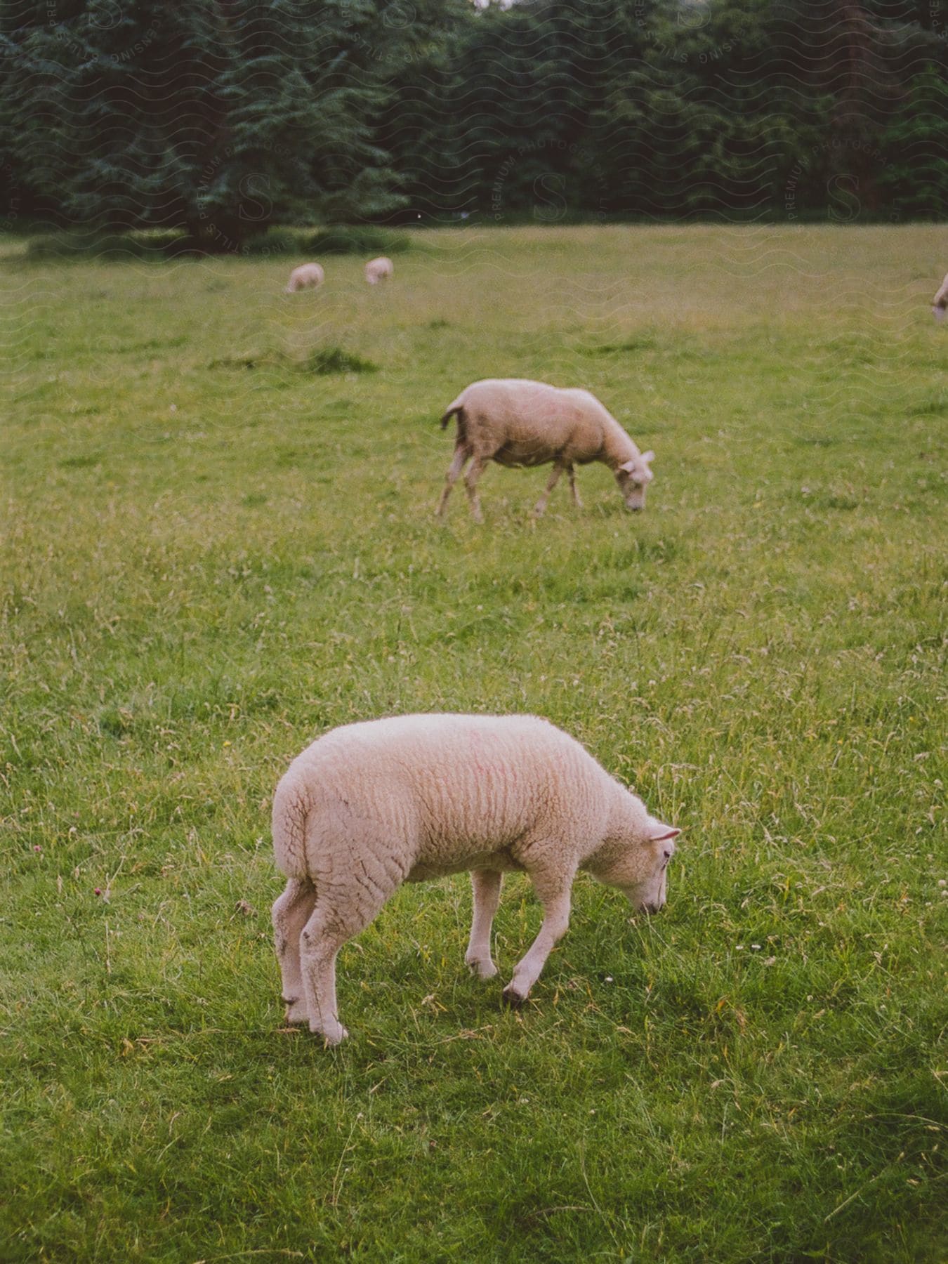 A group of sheep outdoors on a sunny day