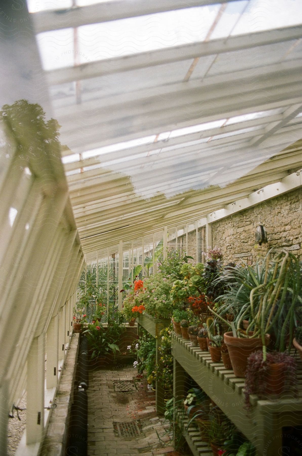 Greenhouse with a glass roof filled with various plants on shelves and on the floor.