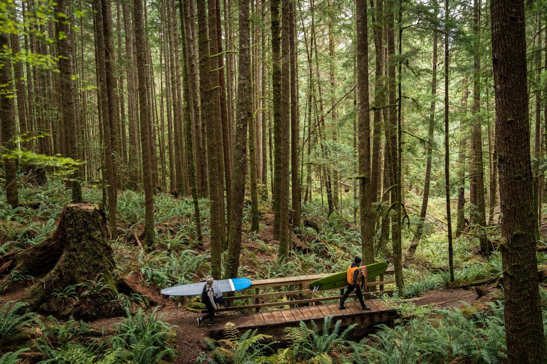 Surfers carry surfboards across narrow footbridge in the forest.